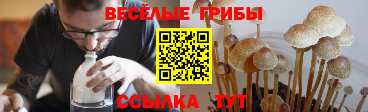 Псилоцибиновые грибы Psilocybine cubensis  Вход с VPN  Михайловка 